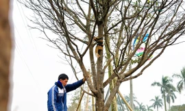 Ngắm những cây mai cổ thụ được ra giá 200 triệu đồng