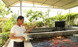 Đánh liều nuôi cá Koi Nhật Bản, cựu binh kiếm hàng trăm triệu mỗi năm