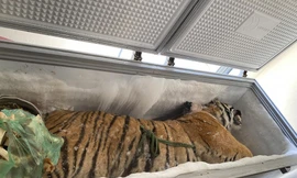 Phát hiện hổ đông lạnh nặng 160kg trong nhà dân