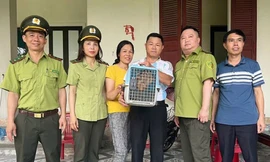 Phát hiện động vật quý hiếm trong vườn nhà dân