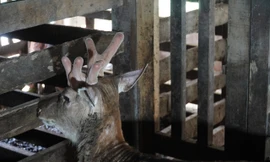 Độc lạ chú hươu sao mọc 3 sừng, 6 nhánh ở Hà Tĩnh