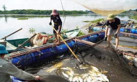 Xác định nguyên nhân khiến hơn 50 tấn cá lồng bè chết trắng ở Hà Tĩnh