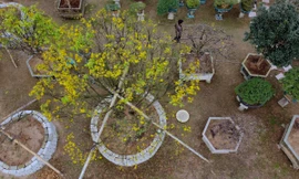 Cụ mai trăm tuổi độc lạ cao 6m, giá hơn 1 tỷ đồng 