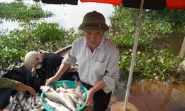 Nguyên nhân hơn 50 tấn cá lồng bè chết trắng, người nuôi thất thu hàng tỉ đồng