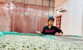 Lắp máy lạnh nuôi tằm cho thu nhập nửa tỉ/năm