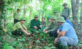 Làm giàu dưới những tán rừng xanh