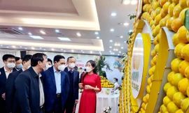 Xúc tiến thương hiệu, đưa cam Hà Tĩnh ra thị trường toàn quốc