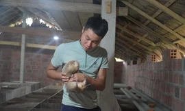 Khởi nghiệp nuôi dúi, chàng trai 9x thu lãi hàng trăm triệu đồng/năm