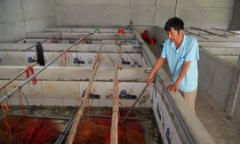 Độc đáo mô hình nuôi lươn không bùn cho thu nhập cao