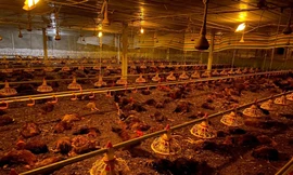 Chập điện trong đêm, gần 10.000 con gà chết