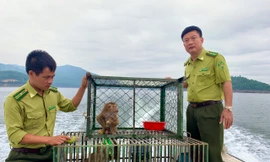 Cần làm gì để bảo tồn động vật quý hiếm tại Vườn quốc gia Vũ Quang?