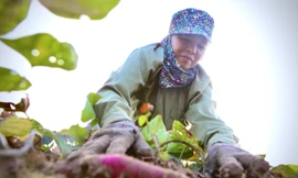 Khoai lang Nhật ruột vàng bám rễ trên đất Lộc Hà