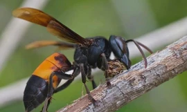 Người đàn ông ở Hà Tĩnh bị đàn ong mặt quỷ đốt tử vong