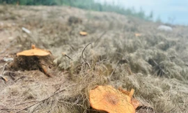 Chủ tịch tỉnh Hà Tĩnh chỉ đạo 'nóng' sau vụ người dân chặt cây phi lao trong rừng phòng hộ