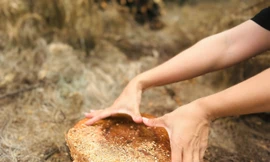 Nhiều diện tích rừng phi lao phòng hộ bị đốn hạ