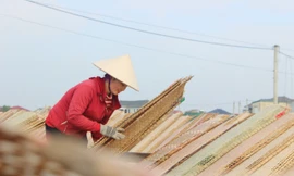 Làng bánh đa nem làm ngày lẫn đêm dịp cận Tết