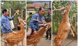 Thủ phủ nuôi hươu: Từ cắt nhung đặc sản tới du lịch trải nghiệm