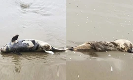 Liên tiếp phát hiện xác cá voi trôi dạt vào bờ biển Hà Tĩnh