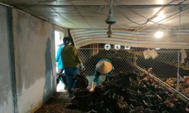 8.000 con gà chết do chập điện, chủ trang trại thiệt hại tiền tỷ