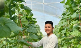 Vườn dưa, nho bạc tỉ của chàng kỹ sư đam mê làm nông nghiệp sạch