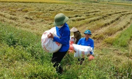 Thanh niên tình nguyện xuống đồng thu hoạch lúa giúp người dân
