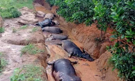 8 con trâu của một gia đình nghi bị sét đánh chết