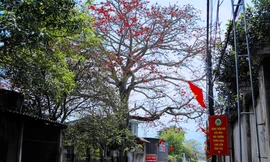 Ngắm cây gạo 200 năm tuổi nở hoa đỏ rực