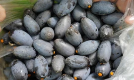 Thủ phủ quả ngon nức tiếng mất mùa 