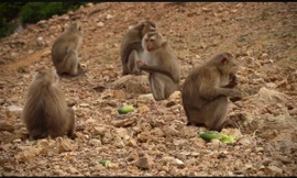 Tận thấy đàn khỉ quý hiếm ở vườn Quốc gia Vũ Quang