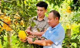 Bí quyết tiêu thụ bưởi để huyện miền núi Hà Tĩnh thu 500 tỷ, nhiều hộ thoát nghèo