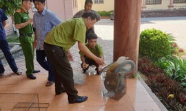 Đi thăm vườn, người đàn ông bắt được rắn hổ chúa dài hơn 3m