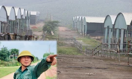 'Hồi sinh' dự án bò Bình Hà: Tỉnh ủy Hà Tĩnh yêu cầu thẩm định tính khả thi