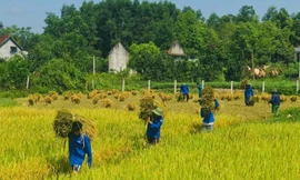 Áo xanh tình nguyện trên những cánh đồng lúa chín