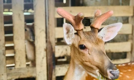 Nuôi hươu lấy 'thần dược', huyện miền núi thu về mỗi năm hàng trăm tỷ đồng