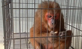 Người phụ nữ mua khỉ mặt đỏ quý hiếm để thả về rừng tự nhiên