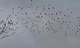 Đàn chim lạ ngàn con sà xuống phá ruộng lúa người dân