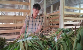 Về quê lập nghiệp, thủ lĩnh Đoàn xã mở trại nuôi hươu sao, thu 3 tỷ mỗi năm