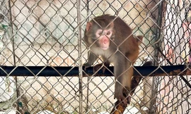 Phát hiện khỉ vàng quý hiếm 'đi lạc' vào vườn nhà dân