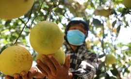 'Đệ nhất bưởi' ở Hà Tĩnh vào vụ thu hoạch