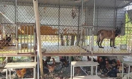 Lắp camera, ống nhòm trong trại huấn luyện chó để buôn ma tuý