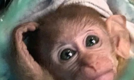 Mua khỉ bị thương về nuôi, phát hiện ra là loài quý hiếm