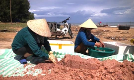 Đánh bắt ruốc biển sau mưa lũ, ngư dân kiếm tiền triệu mỗi ngày