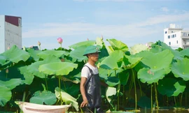 Làm giàu từ cây sen trên vùng đất trũng