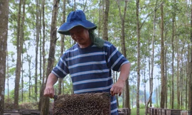 Nghề chăn ong du mục