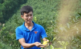 Kỹ sư nông nghiệp về quê trồng cam, mỗi năm thu hàng trăm triệu đồng