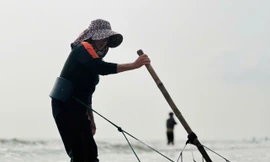 'Lộc biển' dạt trắng bờ biển, ngư dân cào ốc ngày kiếm tiền triệu