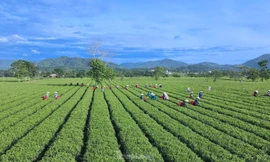 Niềm vui của nông dân miền núi từ trồng cây thoát nghèo