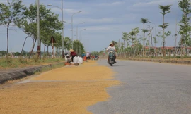 Vô tư 'biến' tuyến đường 173 tỷ đồng thành... sân phơi lúa 