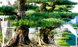 Vườn tùng trăm tuổi có giá tiền tỷ