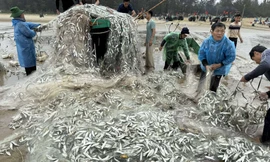 Vừa trúng đậm gần 1,5 tấn cá trích, tàu ngư dân bị sóng đánh lật 